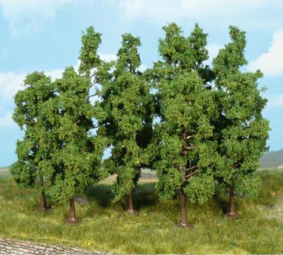 Beech Trees (10) 11-13cm