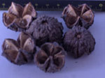Basic Brown nut for vegetation