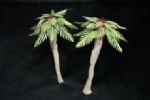 Palm Trees set A (asia type)