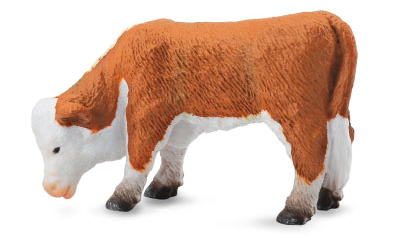Hereford Calf Grazing