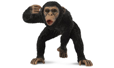 Chimpanzee Male