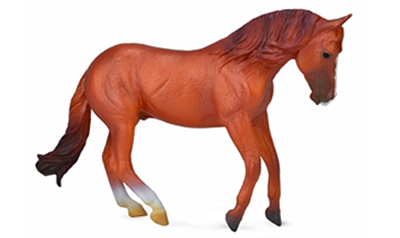 Australian Stock Horse Stallion