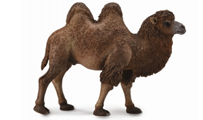 Bactrian Camel