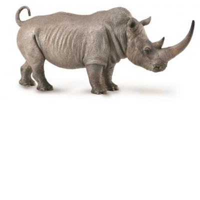 White Rhinoceros
