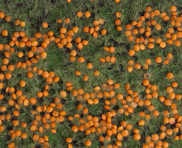 Premium Landscape - (pumpkin field)