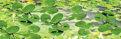 HO Lily Pads .75