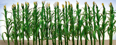 Corn Stalks 1