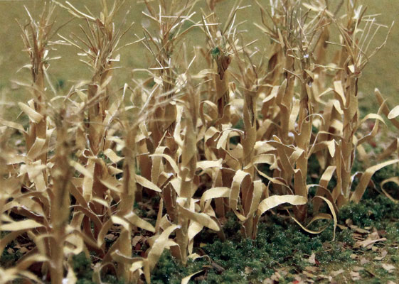 Dried Corn Stalks (30 picece)