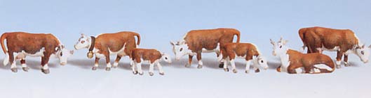 N Hereford Cows