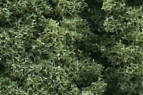 Briar Patch Medium Green